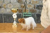  - Exposition canine de Chatel Guyon