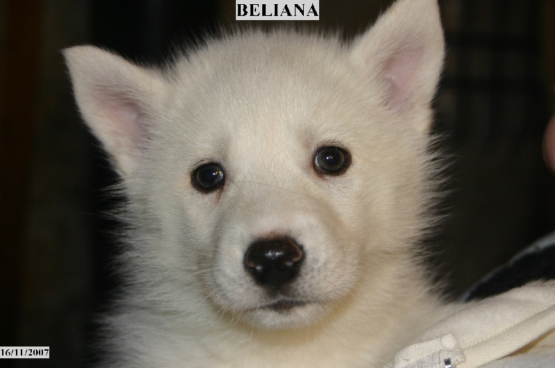 Beliana du jardin de Mohegan